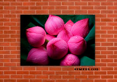 Flor de loto 12 en internet