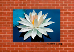 Flor de loto 14 en internet