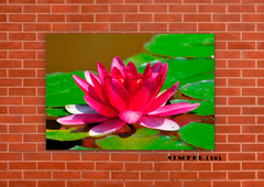 Flor de loto 16 en internet