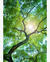 Quadro Decorativo 1 Tela Paisagem e Natureza Jungle IV - comprar online