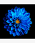 Quadro Decorativo 1 Tela Florais e Folhagens Dahlia-Azul - comprar online