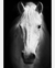 Quadro Decorativo 1 Tela Animais Cavalo PB IV - comprar online