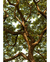 Quadro Decorativo 1 Tela Paisagem e Natureza Árvore XIII - comprar online