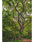 Quadro Decorativo 1 Tela Paisagem e Natureza Árvore XIV - comprar online