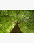 Quadro Decorativo 1 Tela Paisagem e Natureza Árvore XV - comprar online