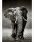 Quadro Decorativo 1 Tela Animais Elefante III - comprar online