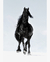 Quadro Decorativo 1 Tela Animais Cavalo I - comprar online