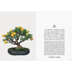 Bonsai by Kunio Kobayashi - Falena