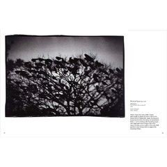 Into the Woods - Trees and Photography - comprar online