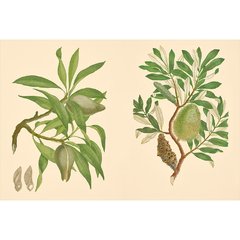 Joseph Banks' Florilegium - Botanical Treasures from Cook's First Voyage en internet