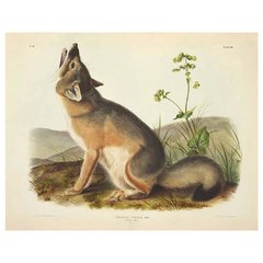 The Mammals of North America - John James Audubon - comprar online