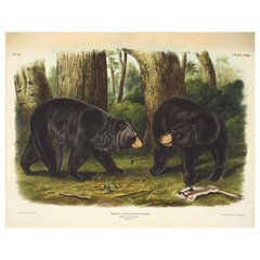 The Mammals of North America - John James Audubon en internet