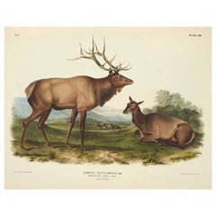 The Mammals of North America - John James Audubon - Falena