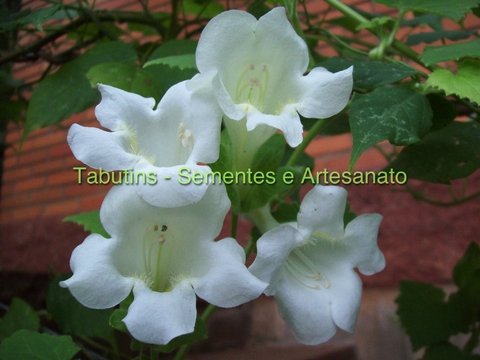 HIBISCUS MUTABILIS DOBRADO