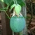 GRANADILLA - PASSIFLORA LIGULARIS - comprar online