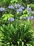 AGAPANTUS AZUL - AGAPANTHUS AFRICANUS - comprar online