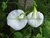 CLITORIA BRANCA - comprar online