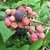 FRAMBOESA MYSORE - RUBUS ALBESCENS - comprar online