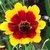 MARGARIDINHA - COREOPSIS TINCTORIA - comprar online