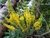 MAHONIA LOMARIIFOLIA