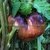 TOMATE BLACK BEAUTY - loja online