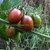 TOMATE AMEIXA MARROM - comprar online