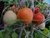 TOMATE FUZZY WUZZY - loja online