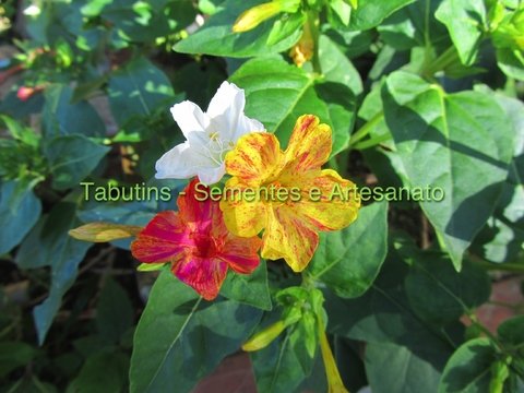 HIBISCUS MUTABILIS DOBRADO