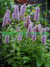 AGASTACHE RUGOSA