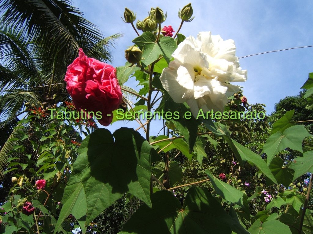 HIBISCUS MUTABILIS DOBRADO