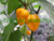 PIMENTA HABANERO AMARELA - CAPSICUM CHINENSE