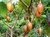 TAMARILLO AMARELO - comprar online