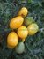 TOMATE AMEIXA AMARELO - comprar online