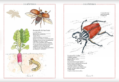 Inventario ilustrado de insectos en internet