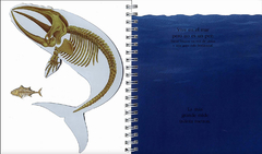 La ballena - Primeros descubrimientos - Libros del Oso