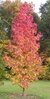 Liquidambar