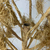 Árvore de Natal de Patchouli 150 cm - Sementes Sementes Atelier | Loja Presentes & Decoração | Botucatu - SP