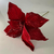 flor-de-natal-vermelha