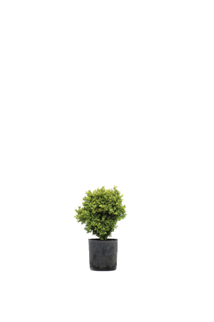 Buxus microphylla E03