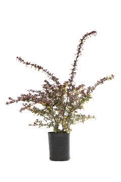 Berberis vulgaris "Atropurpurea Superba" E10