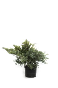 Juniperus virginiana "Grey Owl" E10