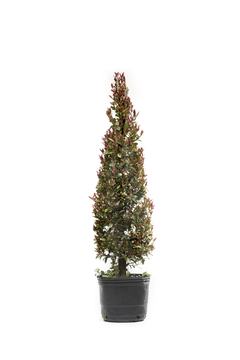 Eugenia myrtifolia (Topiario) E04 Conico