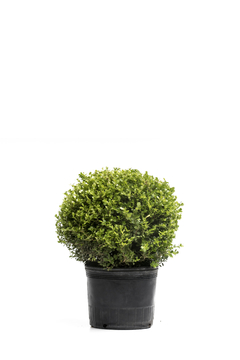 Buxus sempervirens var. "Arborescens" (Topiario) E010 Bocha