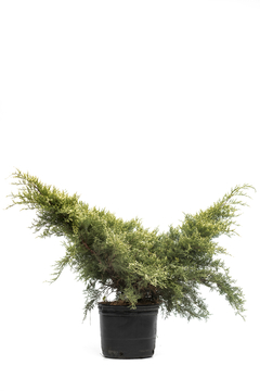 Juniperus chinensis "Pfitzeriana Old Gold" E04