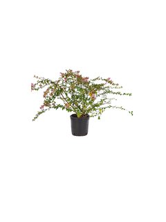 Abelia hybrid "Edward Goucher" E04 - 005699