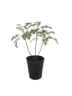 Ajenjo (Artemisia absinthium) M12