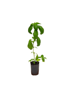 Albahaca (Ocimum basilicum) M10 - 000258