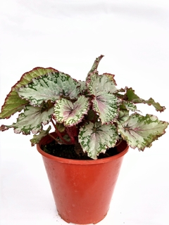 Begonia Rex M14