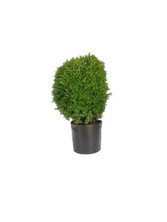 Buxus microphylla E15 - 050210