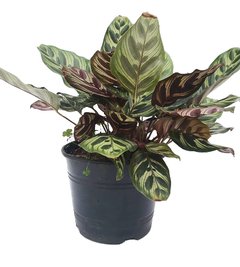 Calathea Makoyana M14